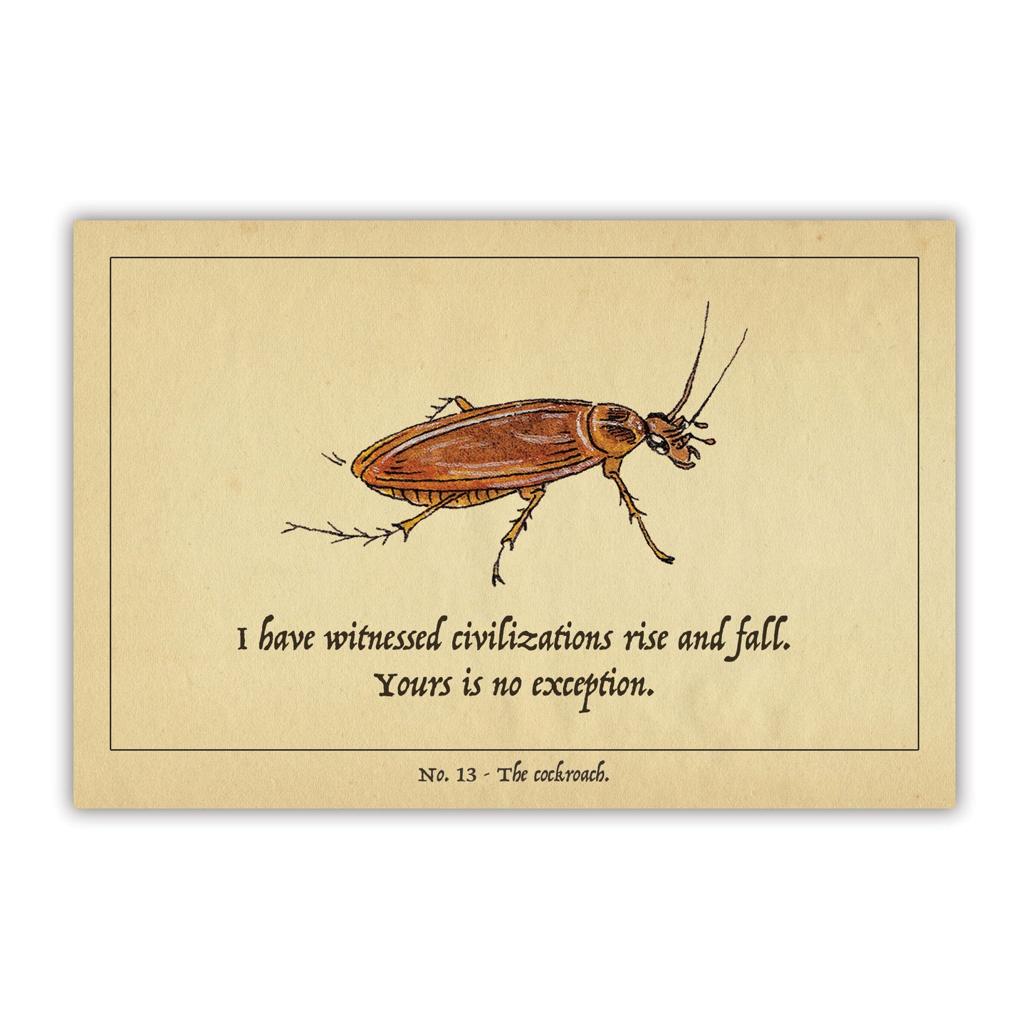 The Cockroach Postcard